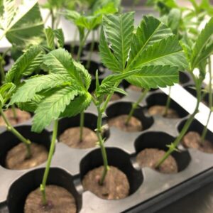 Weed Clones